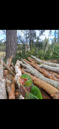 Digital photograph of a red-lored amazon parrot.