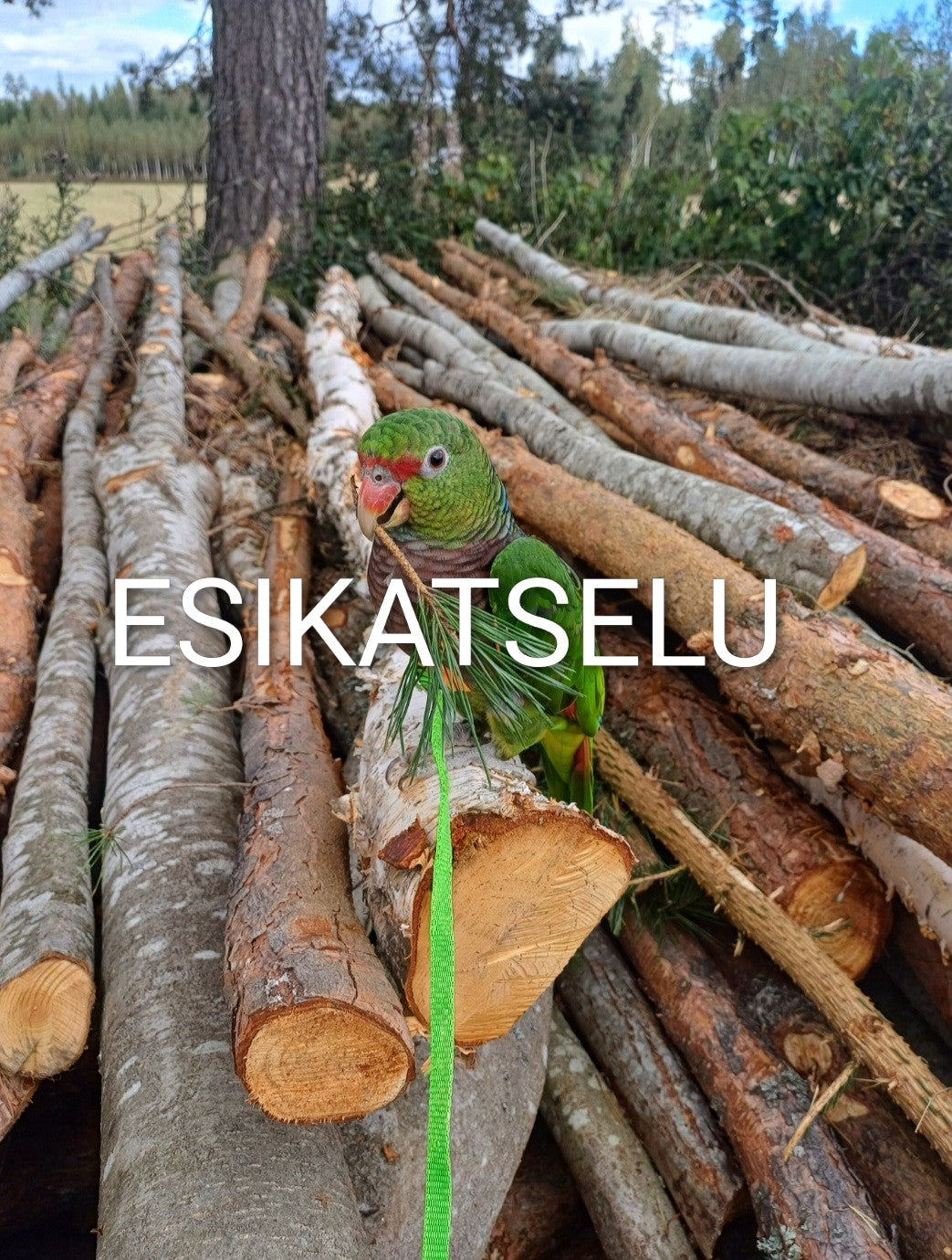 Digitaalinen papukaijakuva - Upea viiniamatson tukkipinolla.
